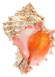 conch