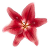 stargazer lilly